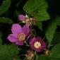 Rubus odoratus (Rosaceae) - inflorescence - whole - unspecified