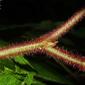 Rubus odoratus (Rosaceae) - twig - orientation of petioles