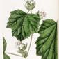 File:38434 Rubus alceifolius Poiret.jpg